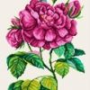 نخ و نقشه کوچک طرح شاخه گل رز زیبا